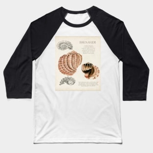 Seashell Field Notes II Baseball T-Shirt